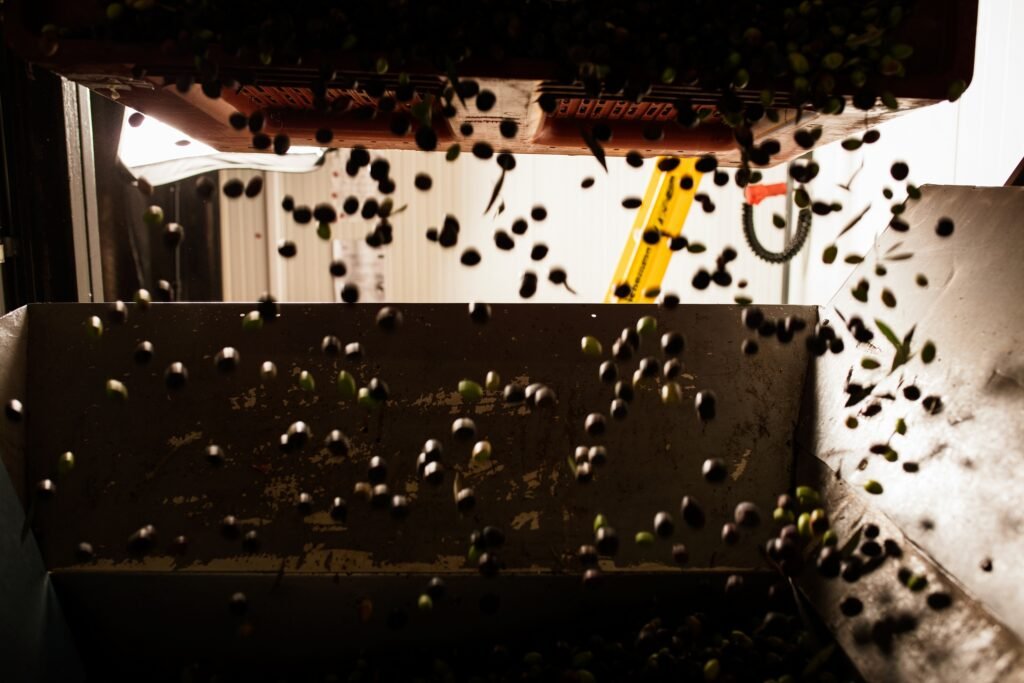 presse des olives du Moulin à Huile Olive bio oliveraie barthelemy ouverture moulin à huile d’olive