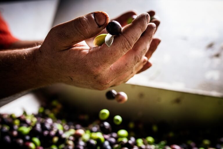 des mains observent la qualité des olives ramassées lors d'une belle saison au moulin