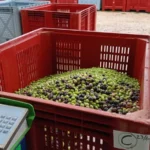 un palox d'olives au moulin ouvert