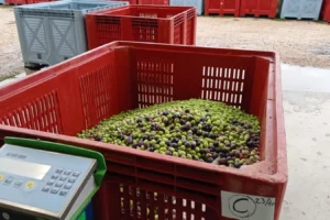 un palox d'olives au moulin ouvert