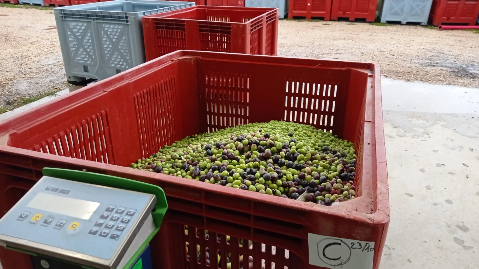 un palox d'olives au moulin ouvert