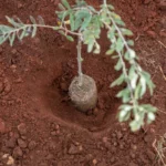 plantation d'un olivier dans la terre