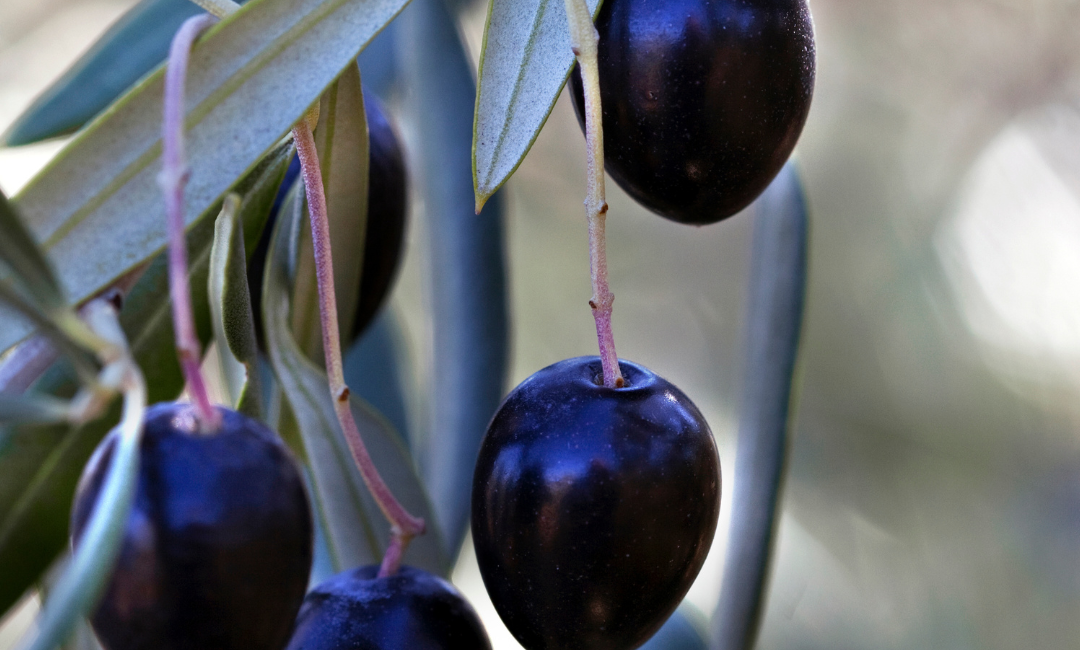 Huile d'Olive Négrette huile d'olive noire
