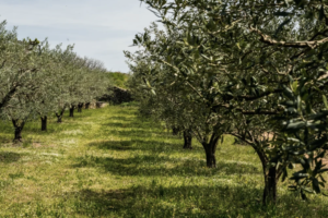 Oliviers et abeilles : un duo naturel au service de la biodiversité