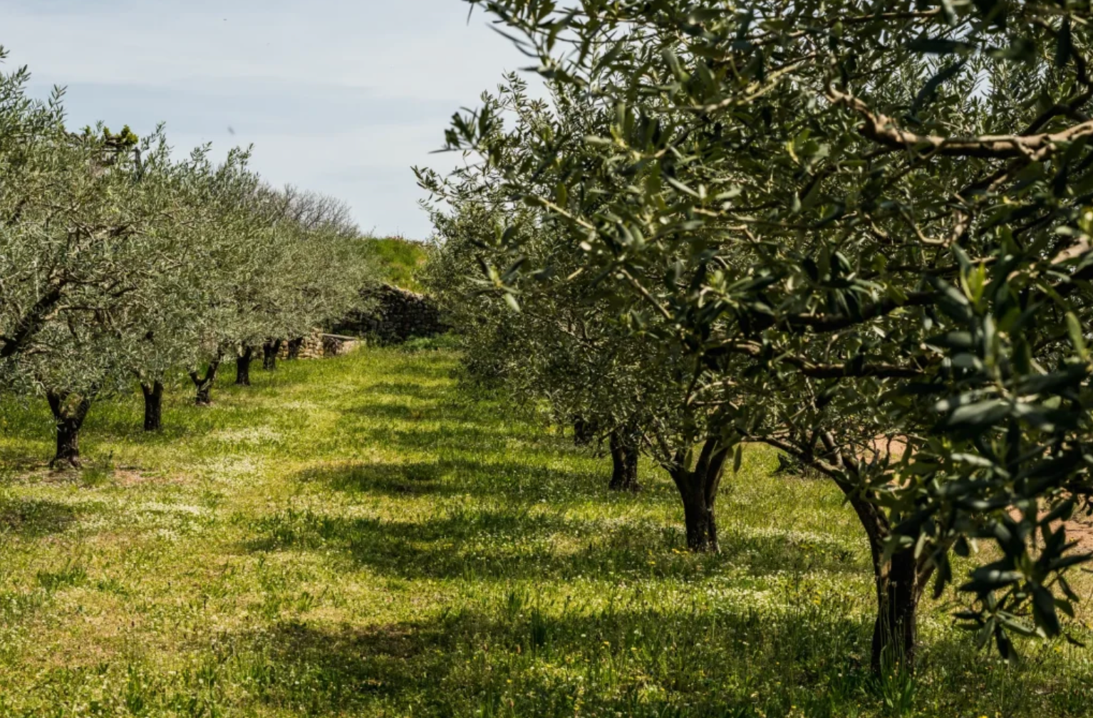 Oliviers et abeilles : un duo naturel au service de la biodiversité