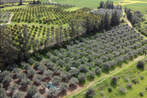biodiversité Oliveraie
