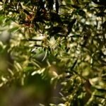 biodiversité Oliveraie Dégustation d’huiles d’olive et produits du terroir Place ensuite à la dégustation : un moment sensoriel fort, où vous apprendrez à reconnaître les arômes (fruité vert, herbacé, poivré…), l’amertume et l’ardence d’une bonne huile d’olive vierge extra. Vous pourrez goûter plusieurs de nos cuvées, comme : Huile d’olive Négrette : fruité intense, notes d’artichaut et de poivre Huile d’olive Picholine : plus végétale et douce, parfaite pour les salades Ces huiles sont accompagnées de produits locaux, comme nos tapenades, purées d’olive et tartinades, pour un voyage gustatif complet.