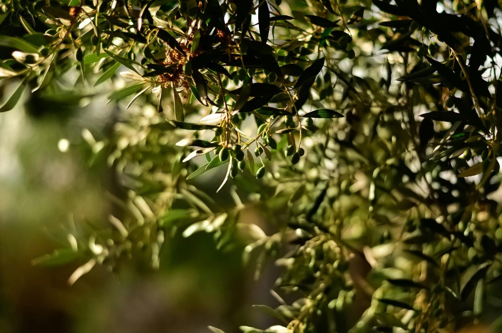 biodiversité Oliveraie Dégustation d’huiles d’olive et produits du terroir Place ensuite à la dégustation : un moment sensoriel fort, où vous apprendrez à reconnaître les arômes (fruité vert, herbacé, poivré…), l’amertume et l’ardence d’une bonne huile d’olive vierge extra. Vous pourrez goûter plusieurs de nos cuvées, comme : Huile d’olive Négrette : fruité intense, notes d’artichaut et de poivre Huile d’olive Picholine : plus végétale et douce, parfaite pour les salades Ces huiles sont accompagnées de produits locaux, comme nos tapenades, purées d’olive et tartinades, pour un voyage gustatif complet.